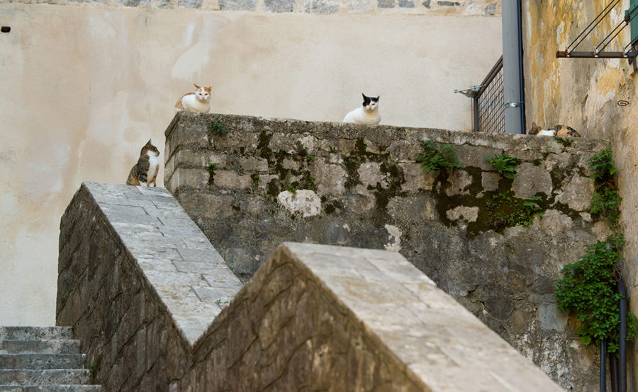 Кошки в Которе, путешествие по Черногории